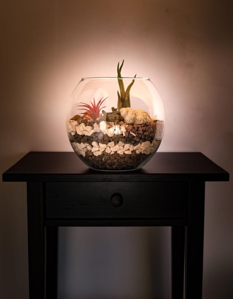 Air Plants and Terrariums Compatibility