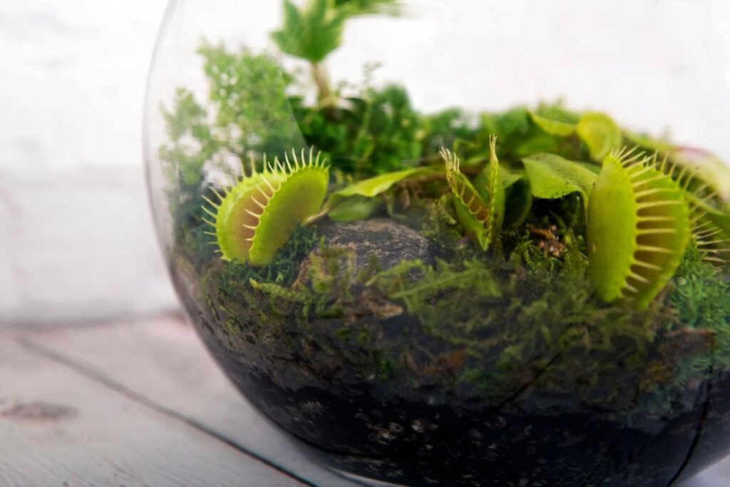 Carnivorous Plants for Exotic Terrariums