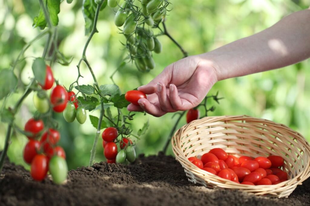Harvesting and Maintaining Your Garden