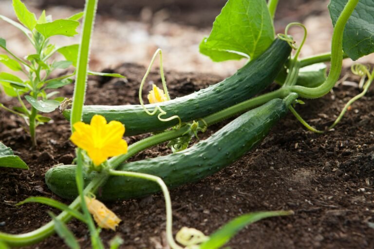 How To Start a Vegetable Garden