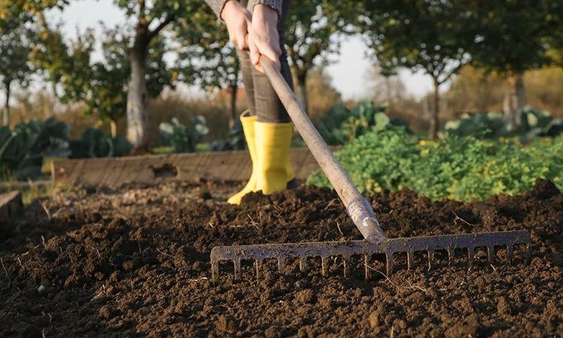 How to Start a Vegetable Garden Step-by-Step