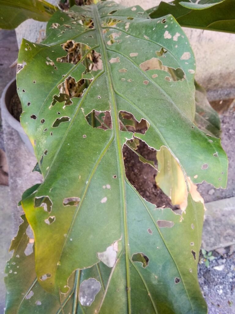 Neglecting Pest Control