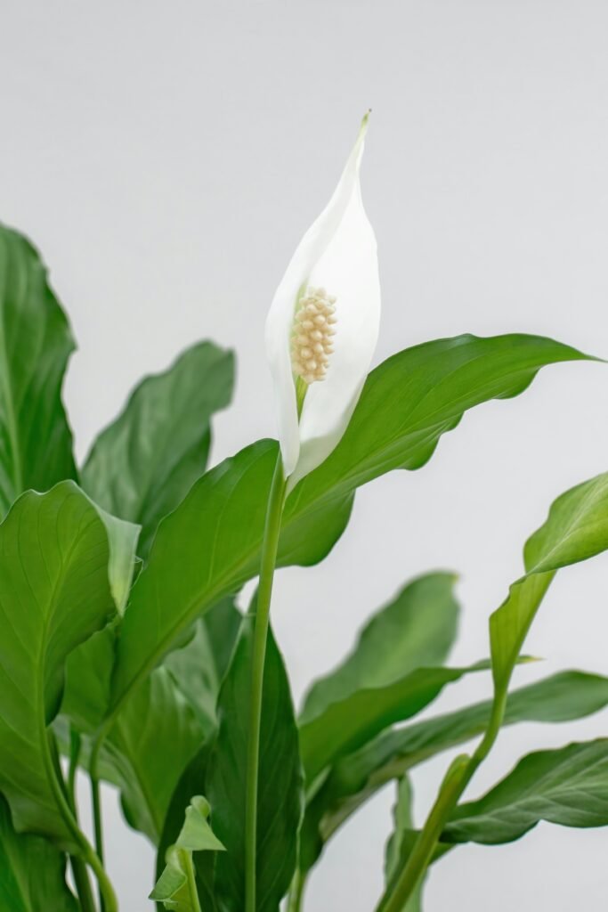 Peace Lily
