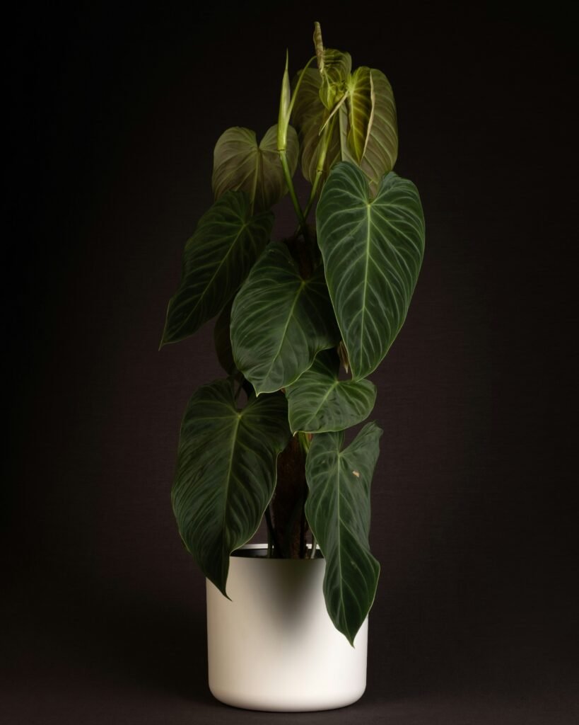 Philodendron