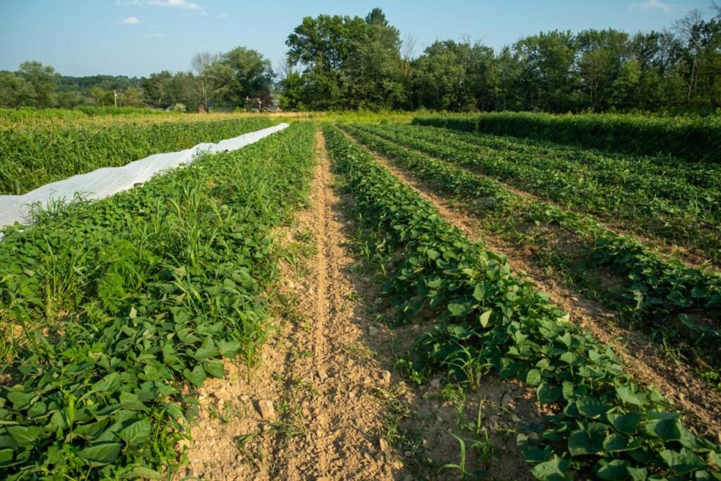 Planting in the Wrong Location