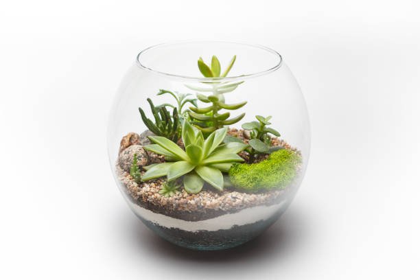 Terrarium Plants and How to Use Them