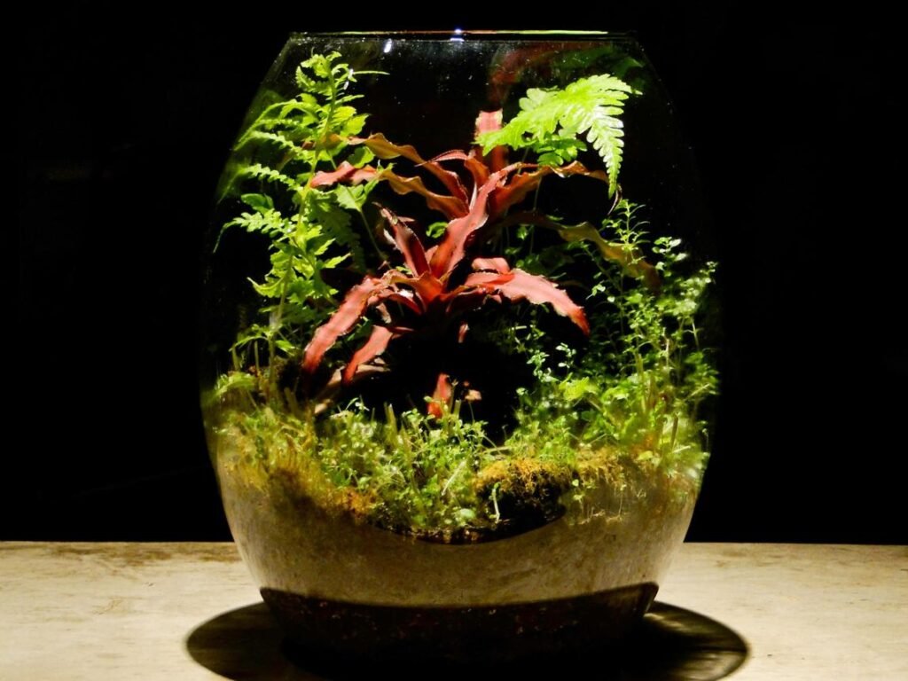 Tropical Terrarium Plants for Humid Environments
