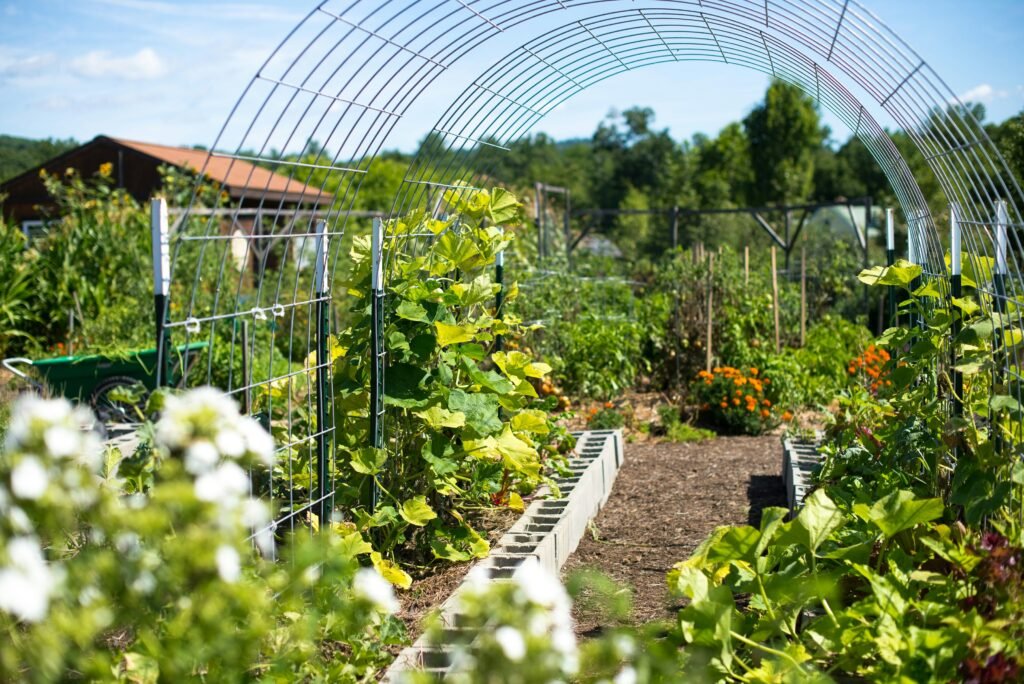 Why Start a Vegetable Garden at Home